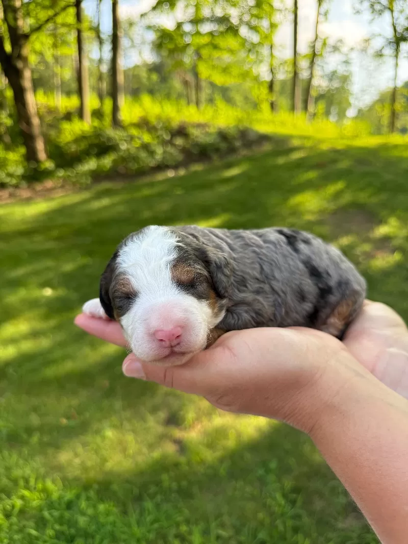 Kate and Tundra’s puppies are available!