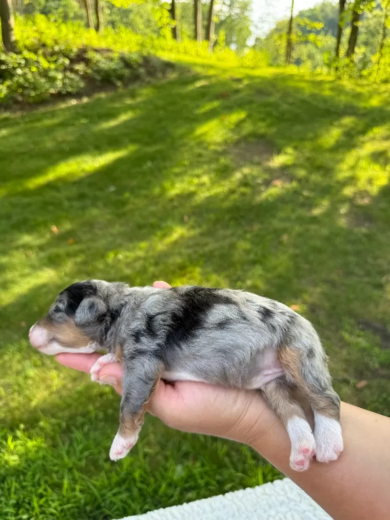 Kate and Tundra’s puppies are available!