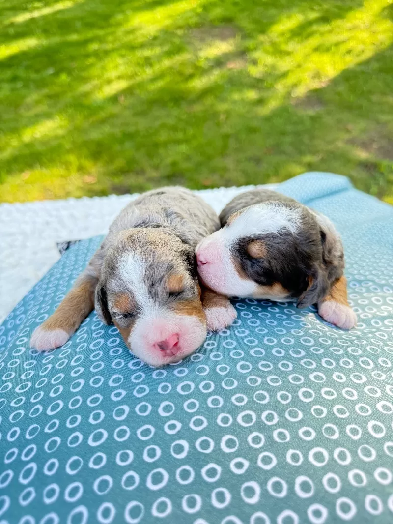 Kate and Tundra’s puppies are available!
