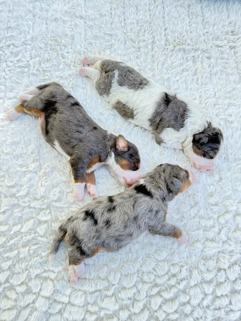 Kate and Tundra’s puppies are available!
