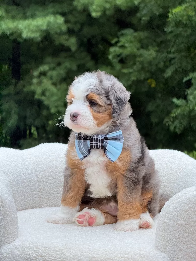Puppy Name: Bruno   (F1b)
