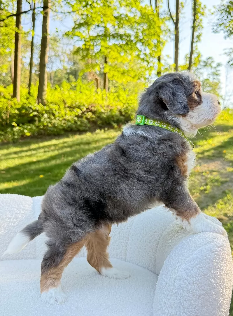Bruno   (F1b)