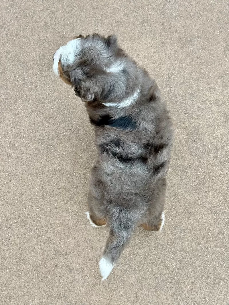 Bruno   (F1b)