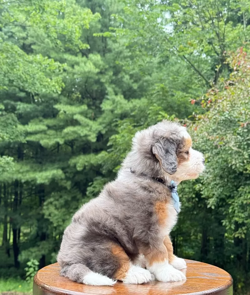 Bruno   (F1b)