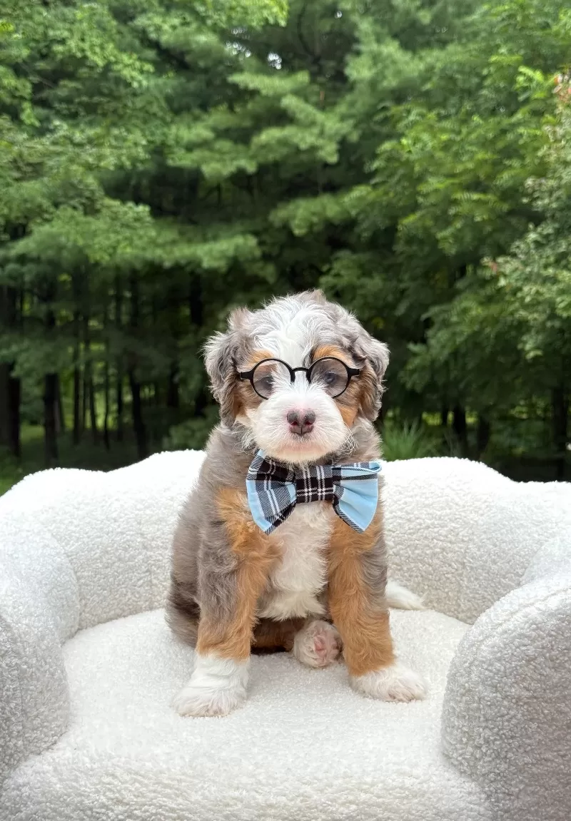 Bruno   (F1b)