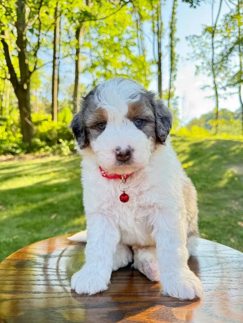 Puppy Name: Enzo   (F1b)
