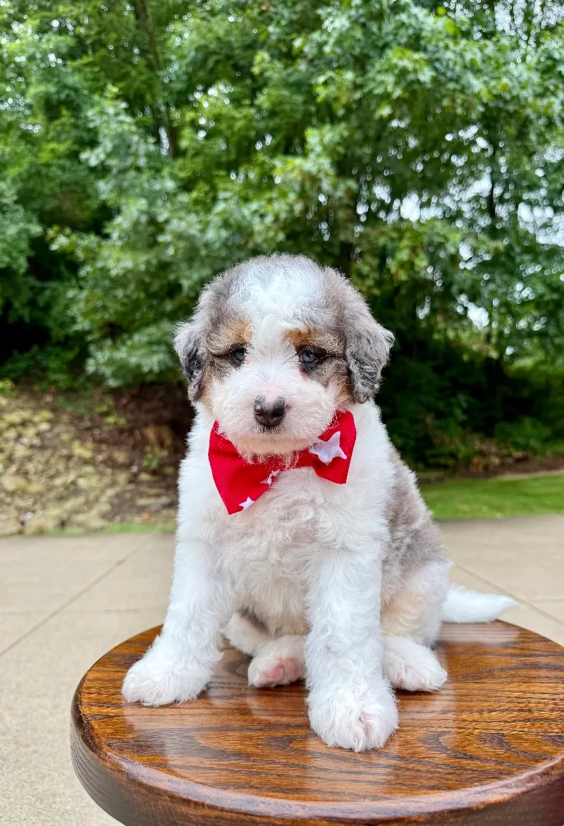 Puppy Name: Enzo   (F1b)