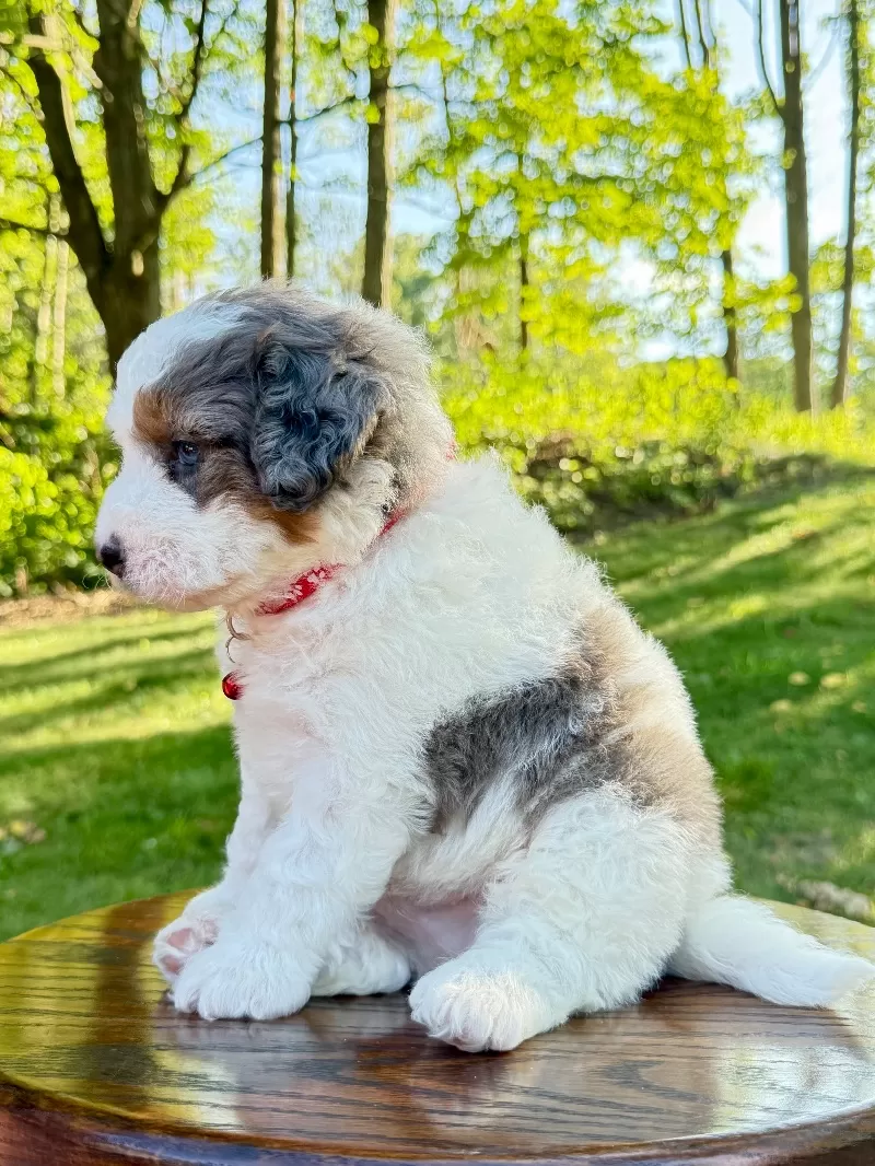 Enzo   (F1b)