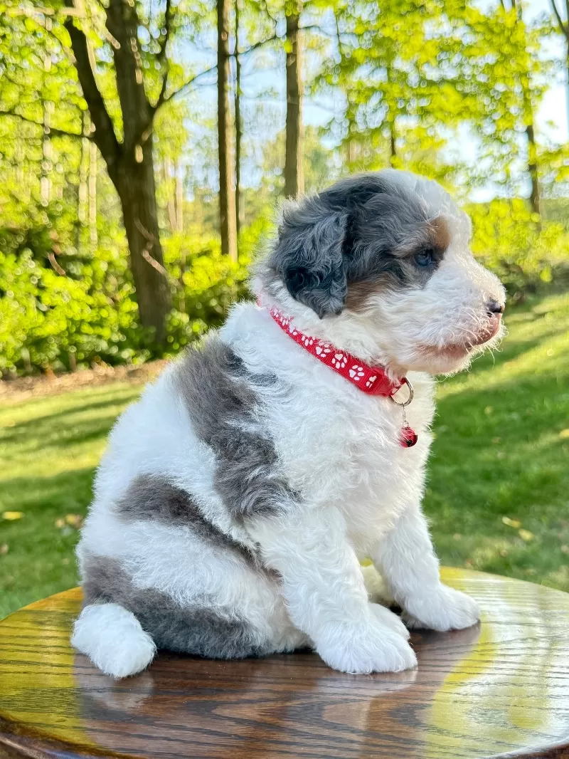 Enzo   (F1b)
