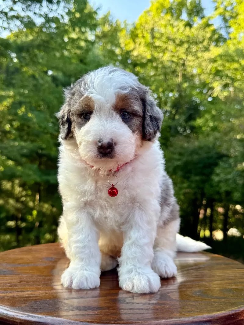 Enzo   (F1b)