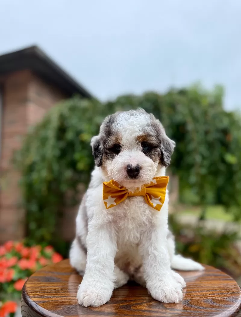 Enzo   (F1b)