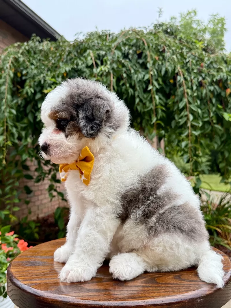 Enzo   (F1b)