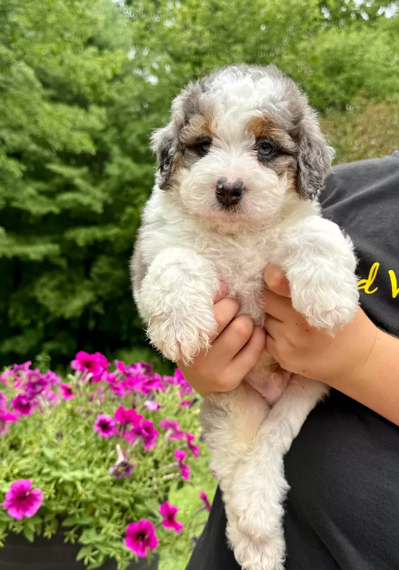 Enzo   (F1b)