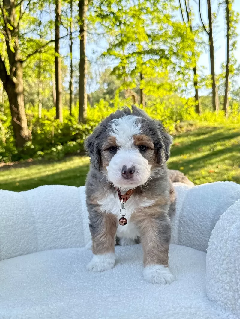 Puppy Name: Jackson   (F1b)