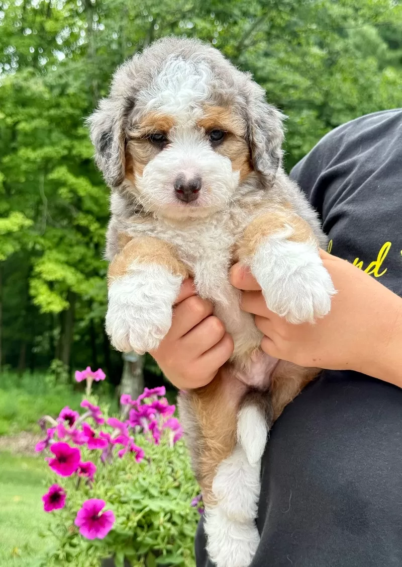 Puppy Name: Jackson   (F1b)