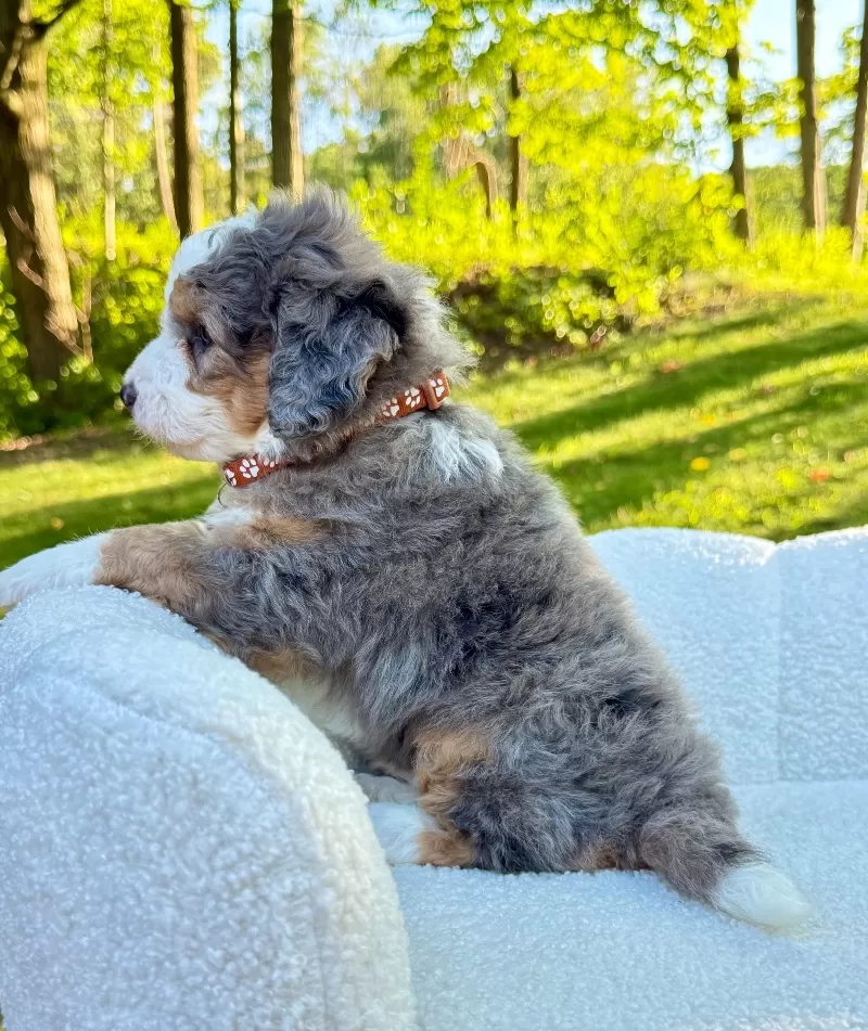 Jackson   (F1b)
