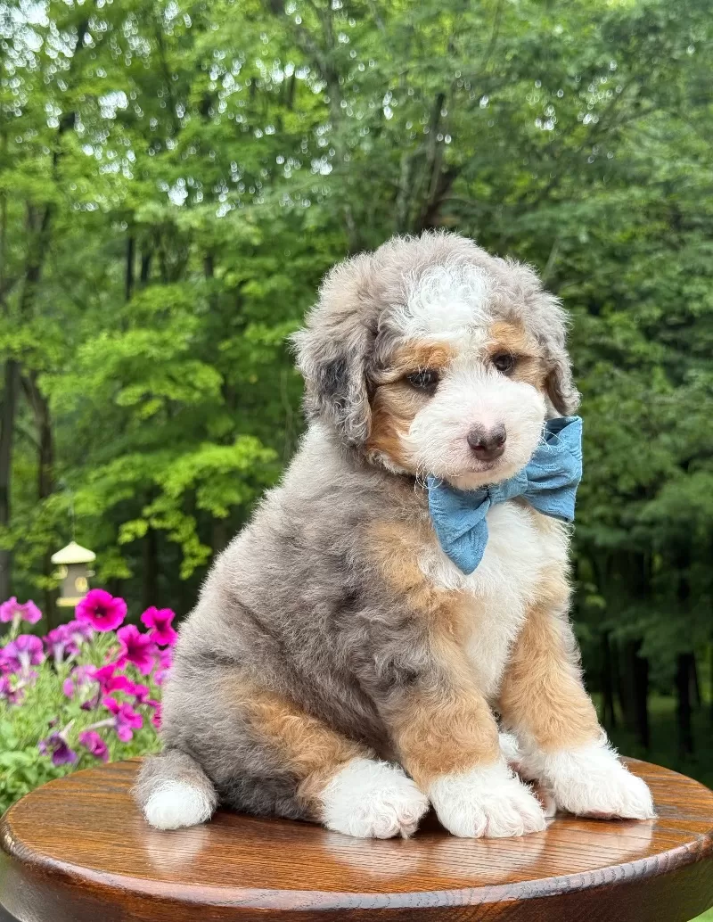 Jackson   (F1b)
