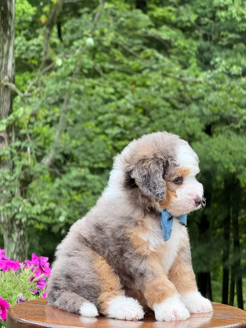 Jackson   (F1b)
