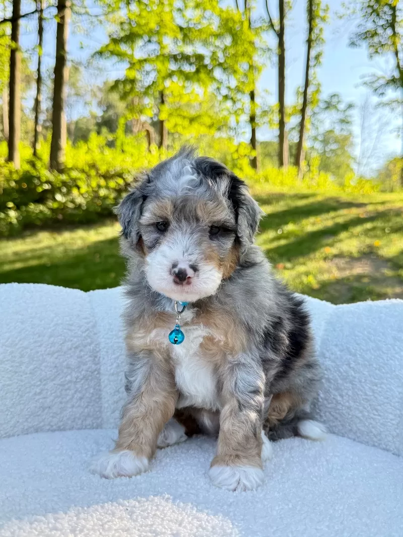 Puppy Name: Teddy    (F1b)