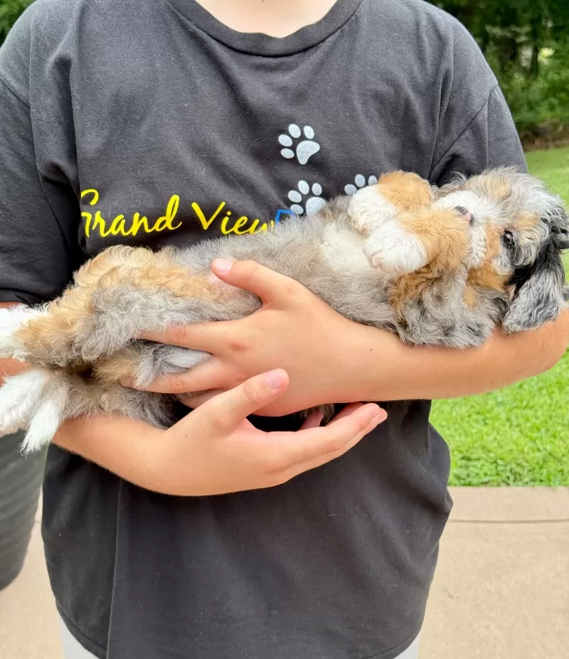 Puppy Name: Teddy    (F1b)