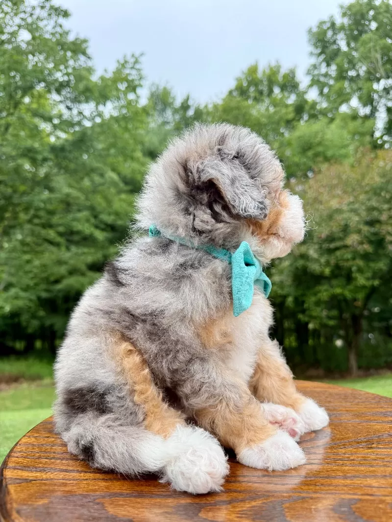 Teddy    (F1b)