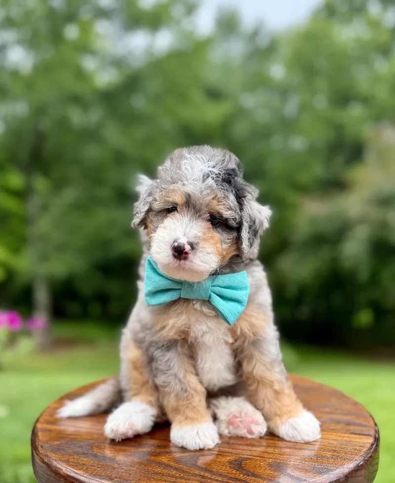 Teddy    (F1b)