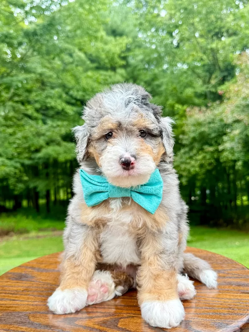 Teddy    (F1b)