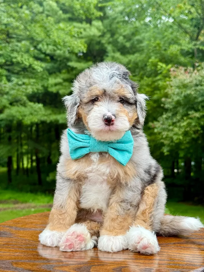 Teddy    (F1b)