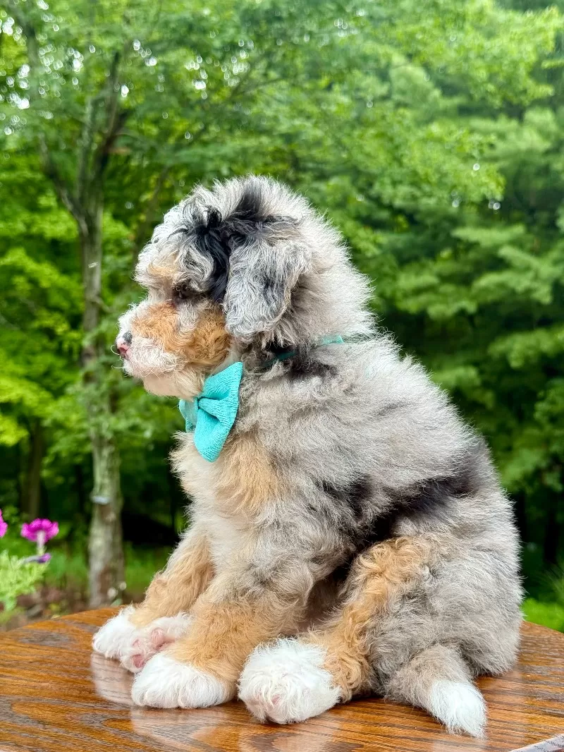 Teddy    (F1b)