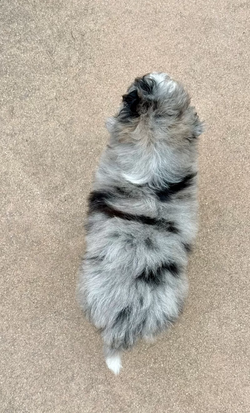 Teddy    (F1b)