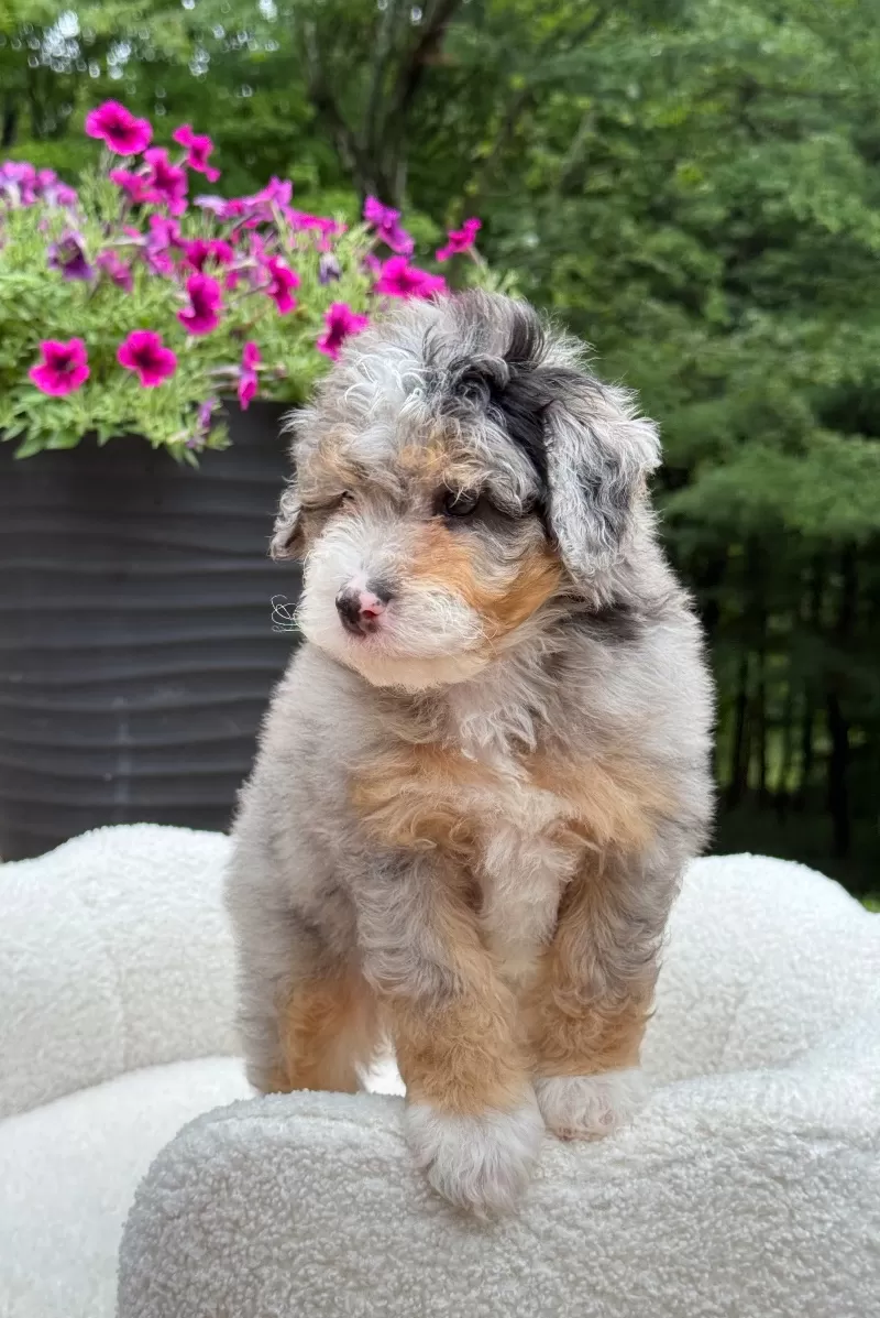 Teddy    (F1b)