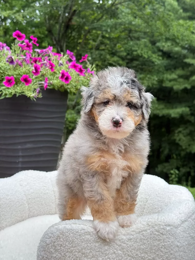 Teddy    (F1b)