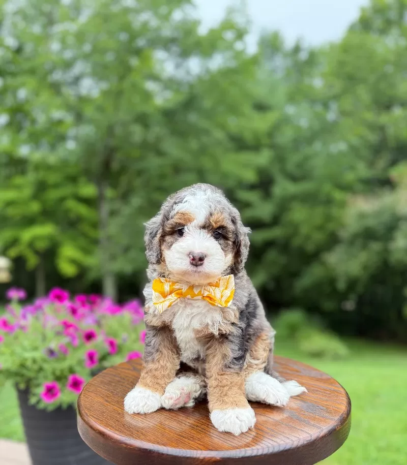 Teddy    (F1b)