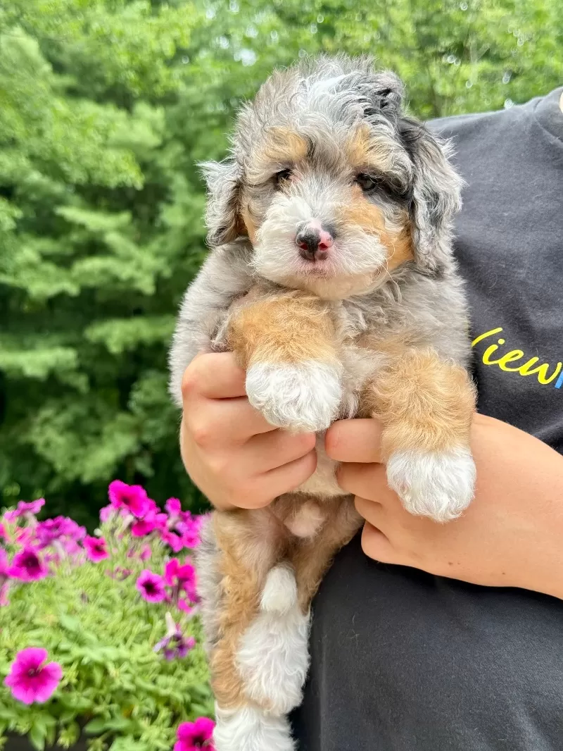 Teddy    (F1b)