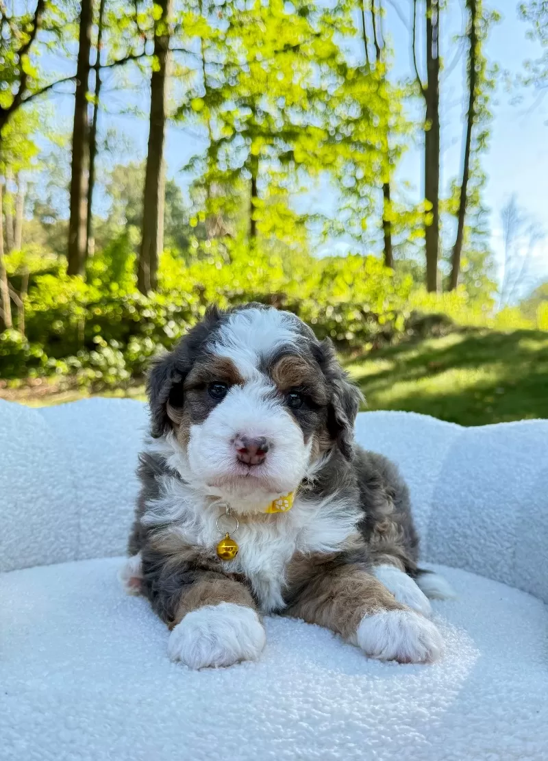 Puppy Name: Charlie   (F1b)