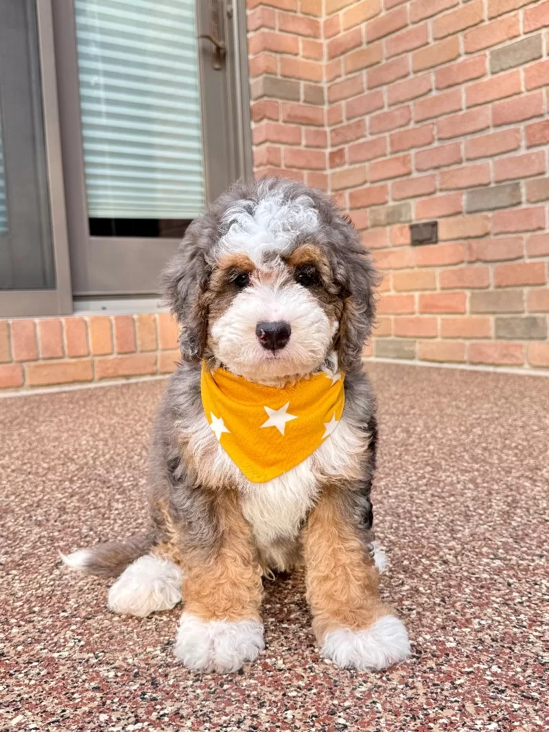Puppy Name: Charlie   (F1b)