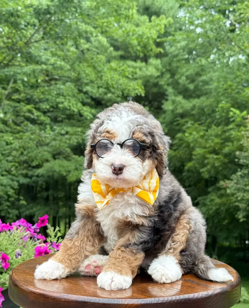 Charlie   (F1b)