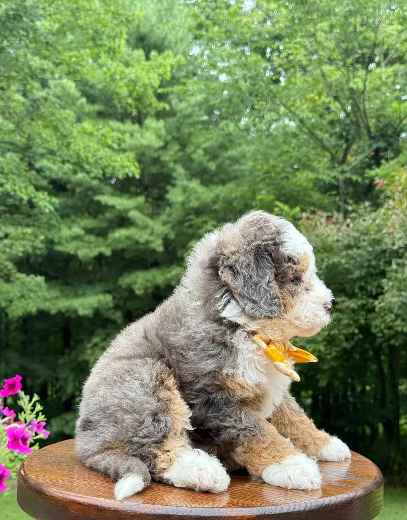 Charlie   (F1b)