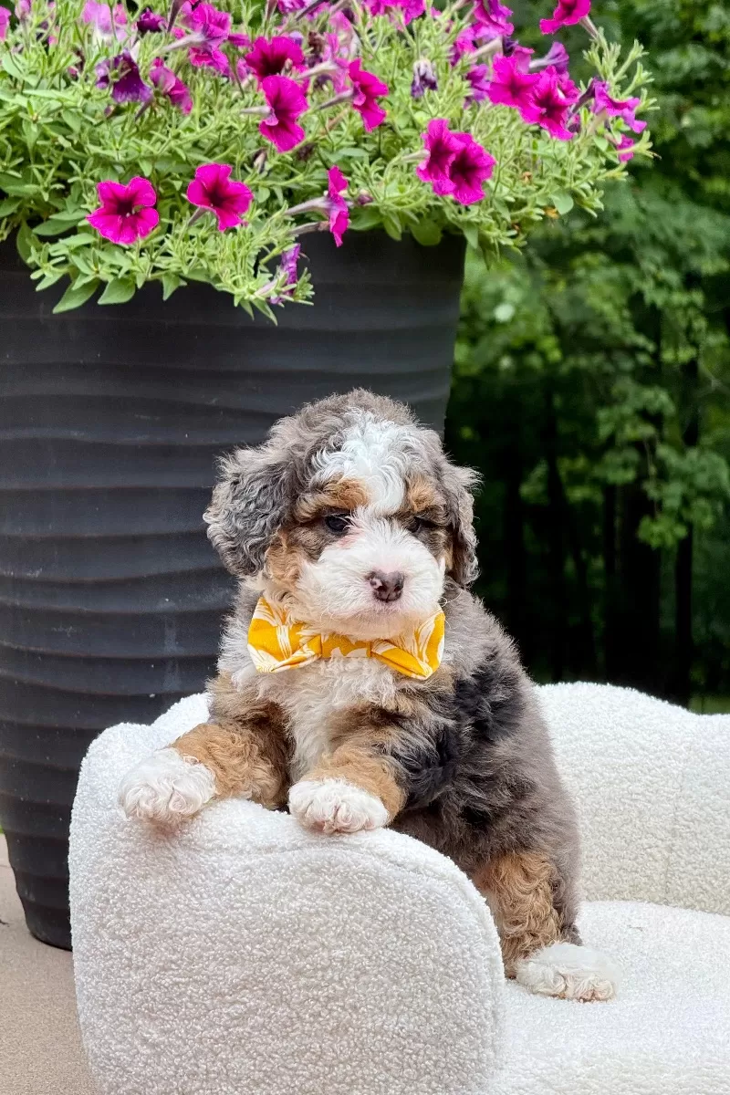 Charlie   (F1b)