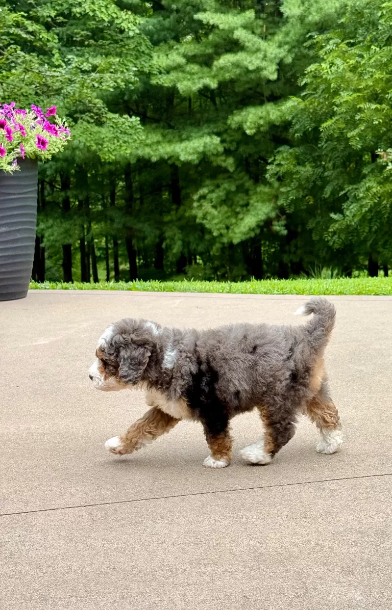 Charlie   (F1b)