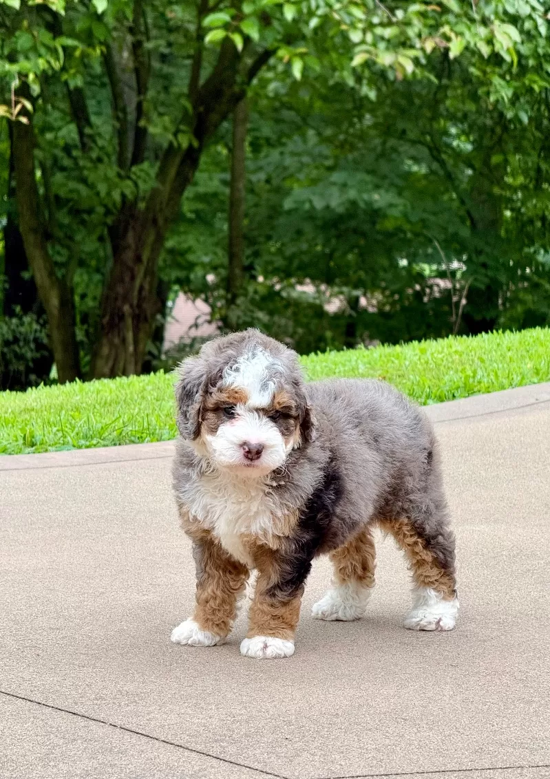 Charlie   (F1b)