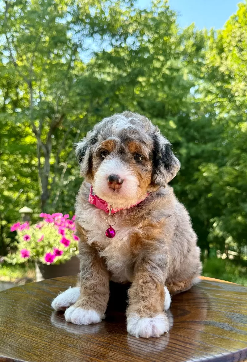 Maggie   (F1b)