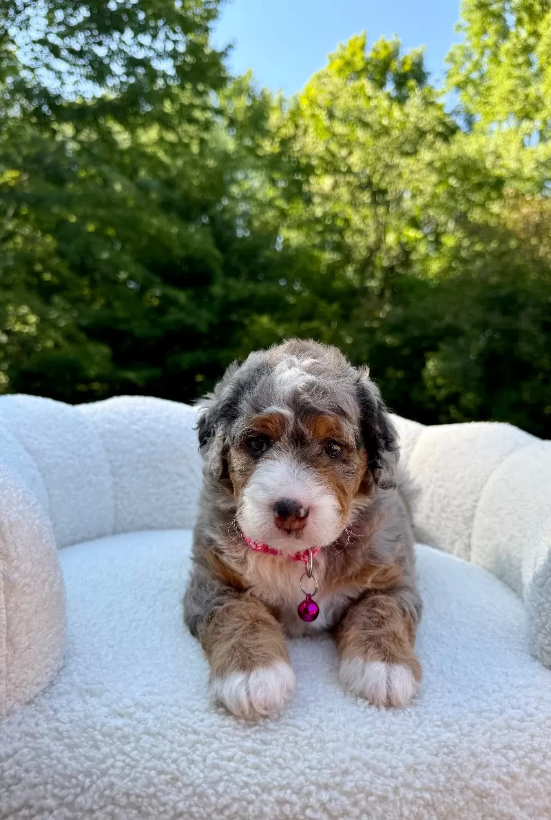Maggie   (F1b)