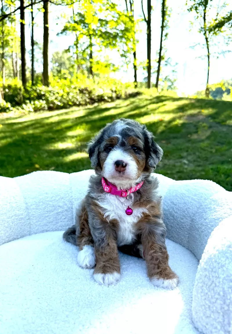Maggie   (F1b)
