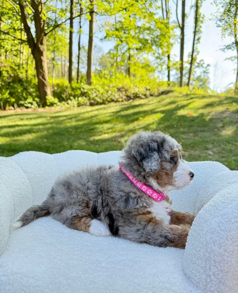 Maggie   (F1b)
