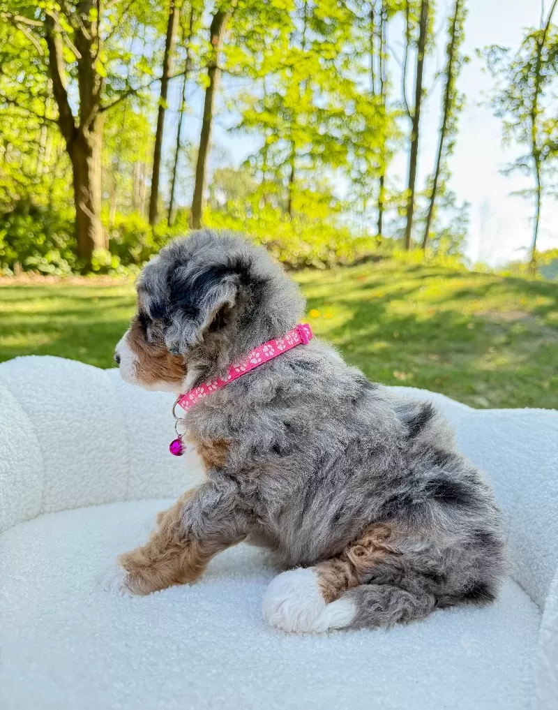 Maggie   (F1b)