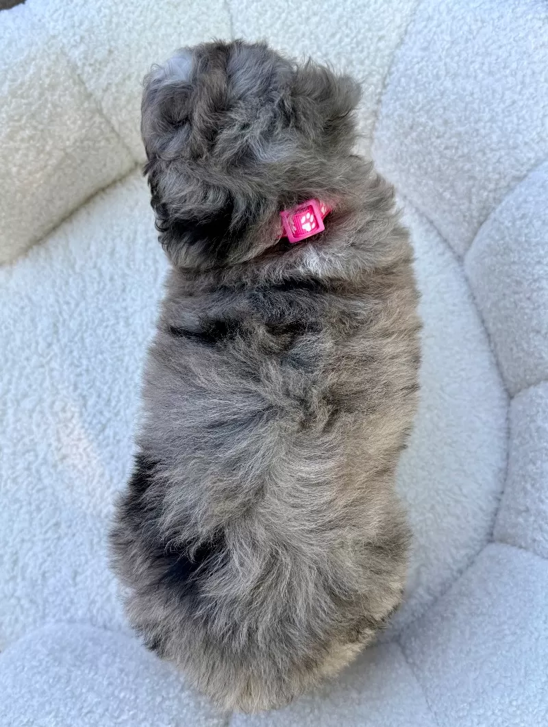 Maggie   (F1b)