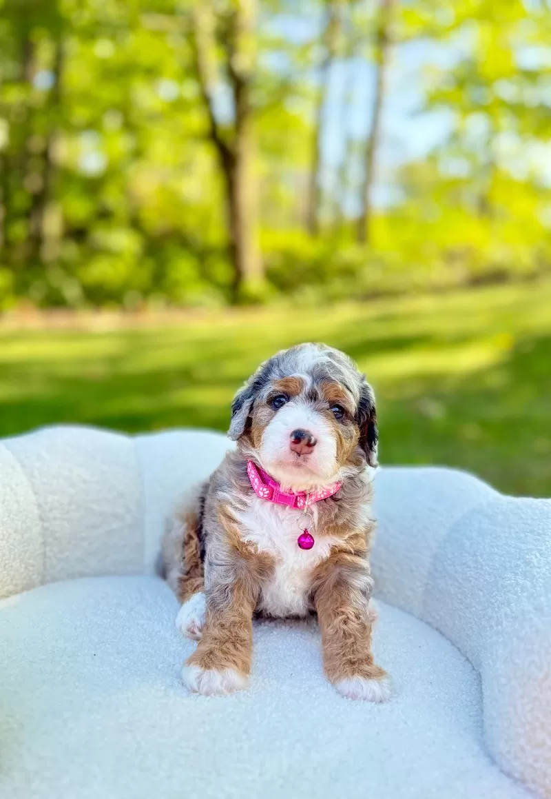 Maggie   (F1b)