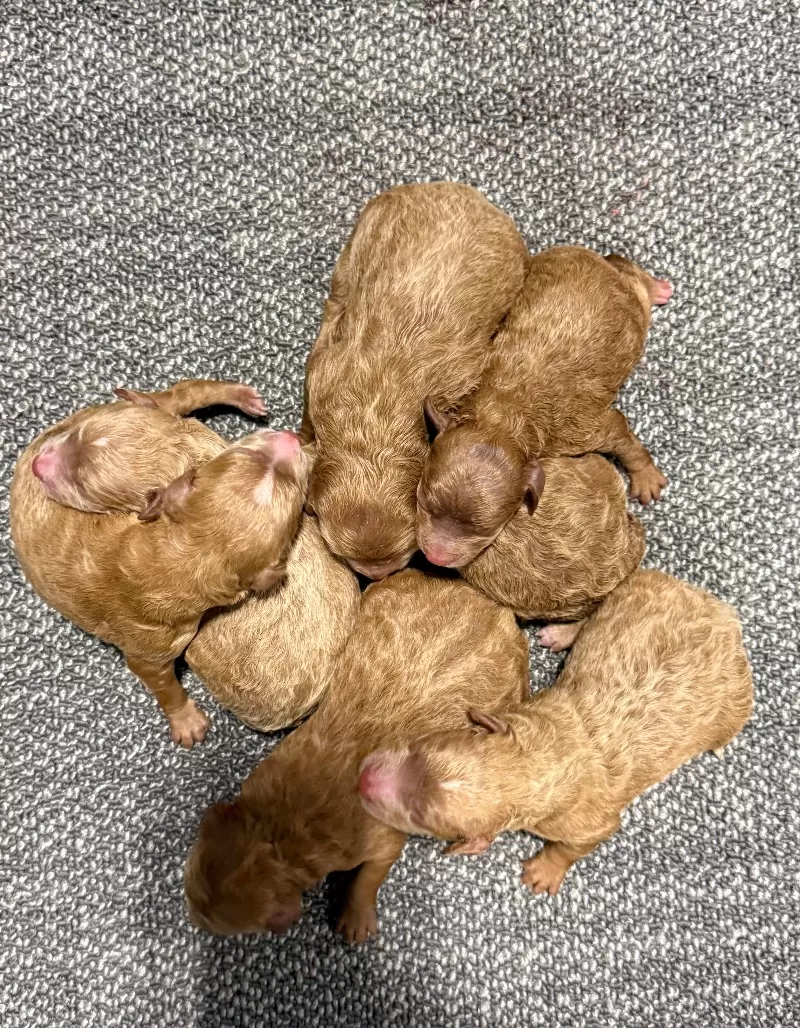 Puppy Name: Ginger and Arlo‘s litter