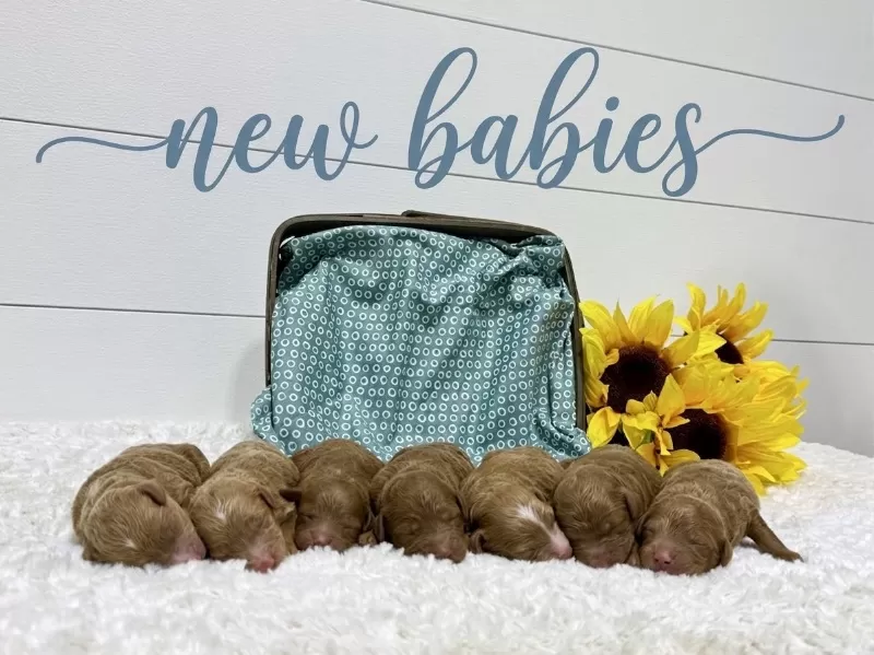 Ginger and Arlo‘s litter